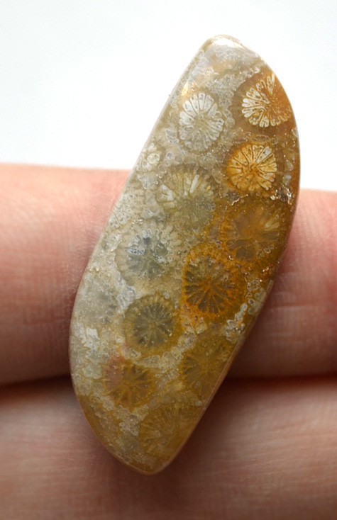 Кабошон из окаменелого коралла №7