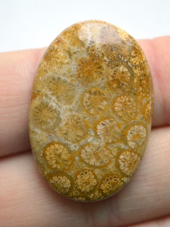 Кабошон из окаменелого коралла №8