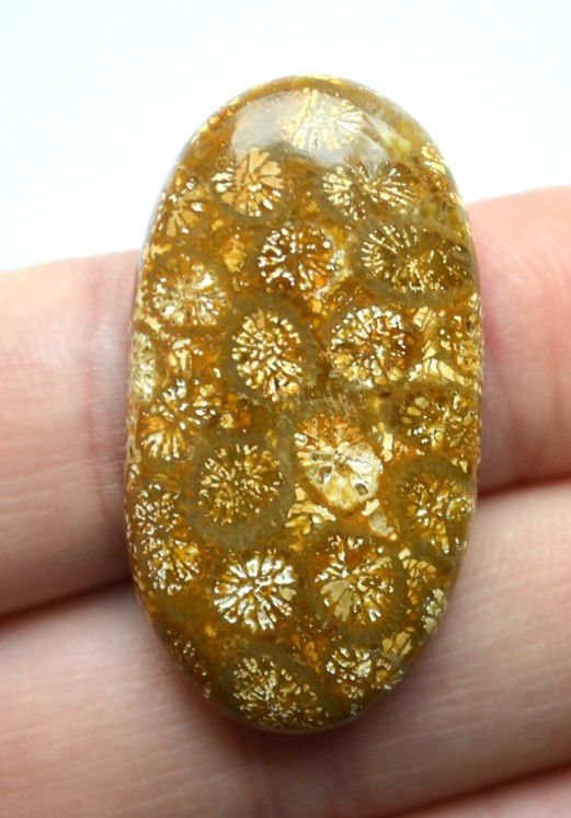 Кабошон из окаменелого коралла №9