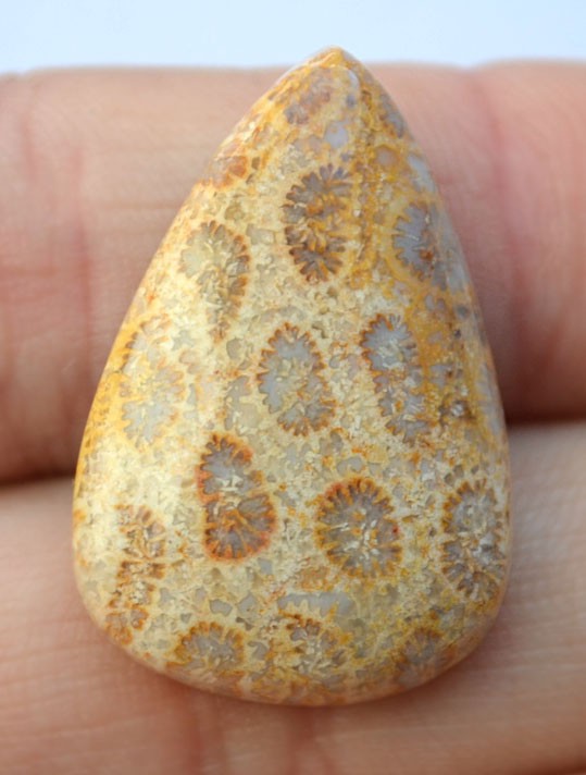 Кабошон из окаменелого коралла №1