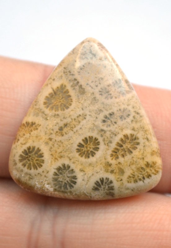 Кабошон из окаменелого коралла №3