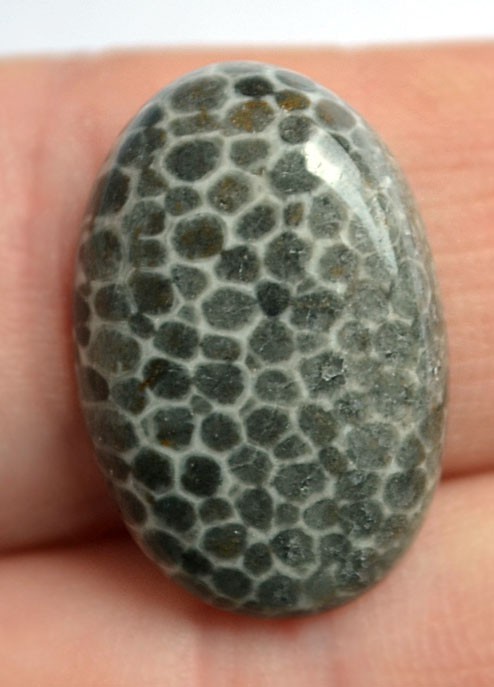 Кабошон из черного коралла №7