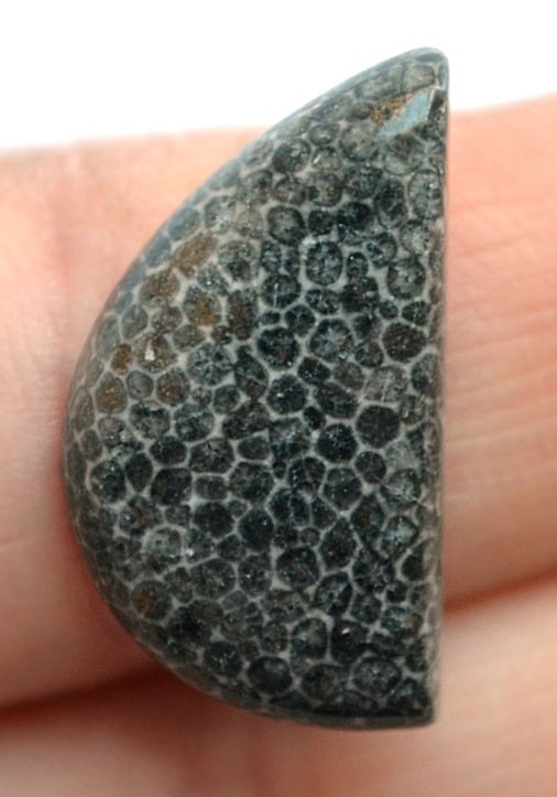 Кабошон из черного коралла №10