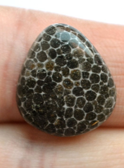 Кабошон из черного коралла №11