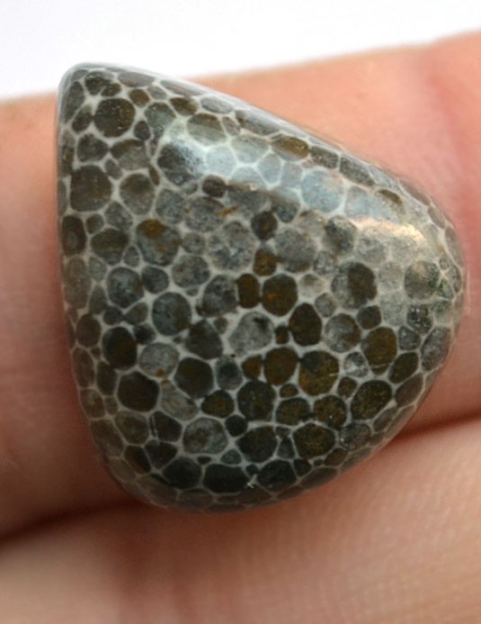 Кабошон из черного коралла №8