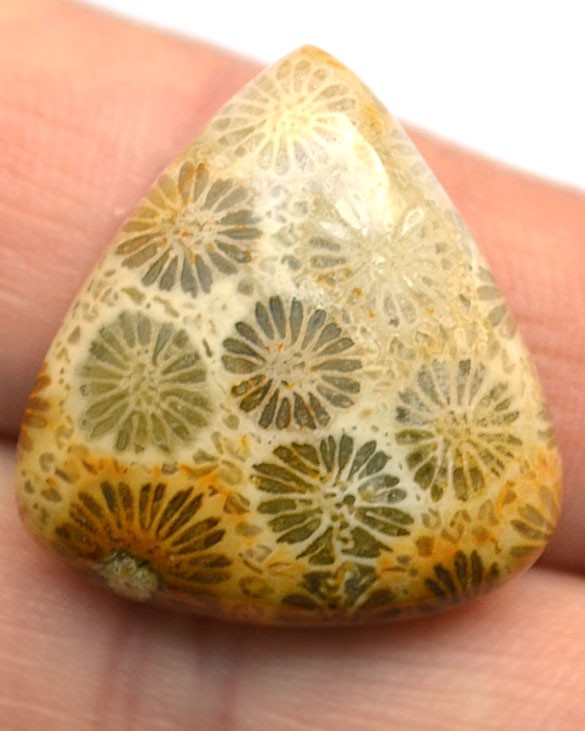 Кабошон из окаменелого коралла №14