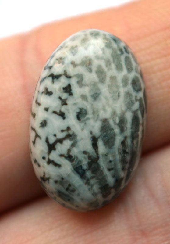 Кабошон из черного коралла №16