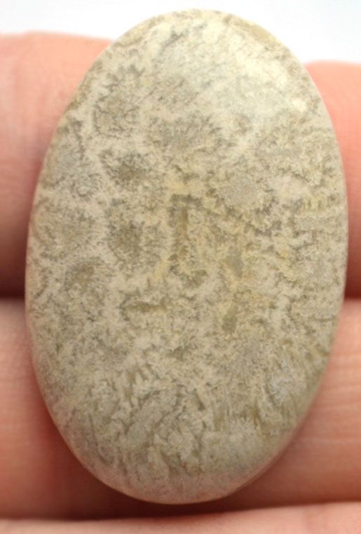 Кабошон из окаменелого коралла №10