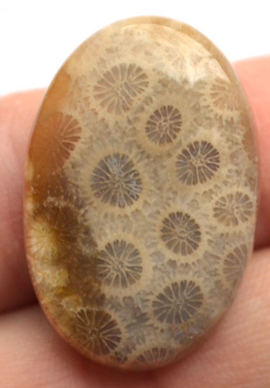 Кабошон из окаменелого коралла №19