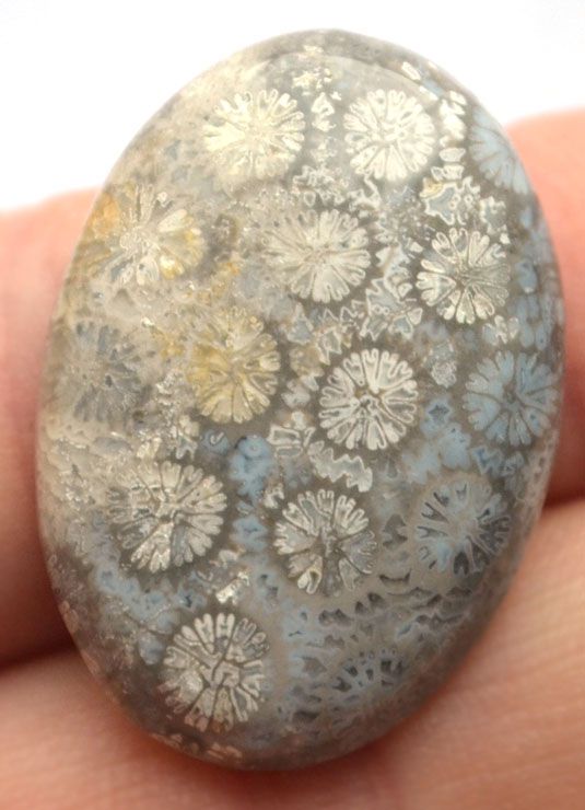 Кабошон из окаменелого коралла №20