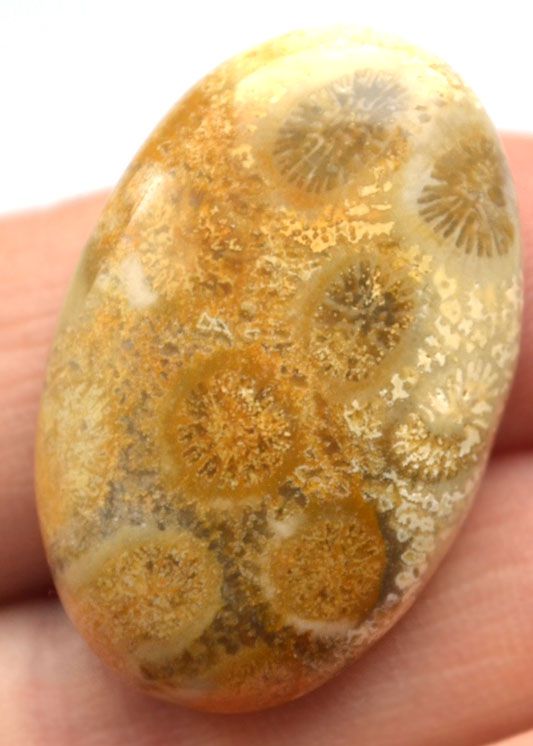 Кабошон из окаменелого коралла №24