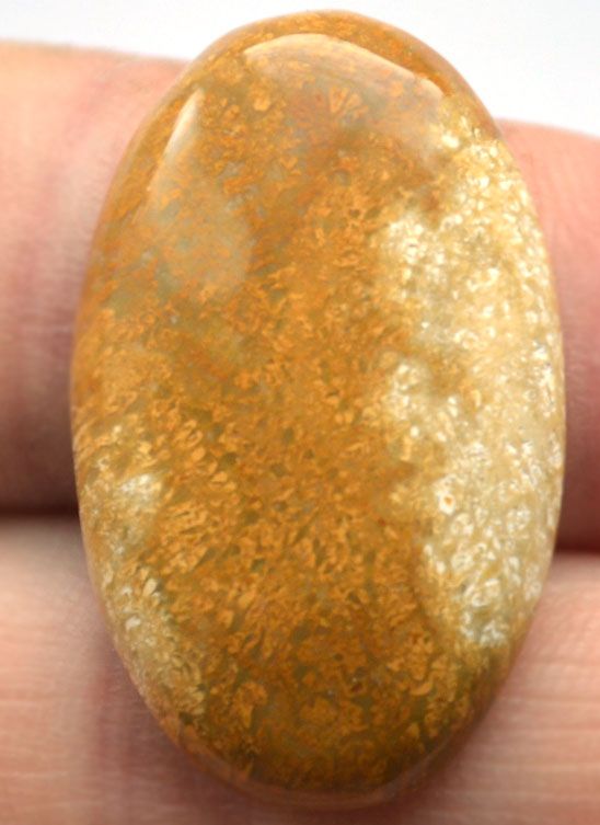 Кабошон из окаменелого коралла №25