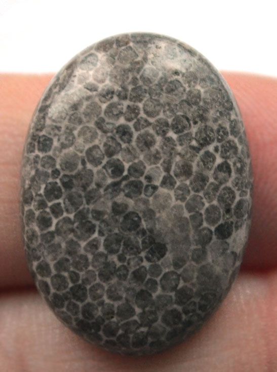 Кабошон из черного коралла №3