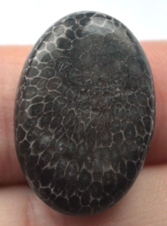 Кабошон из черного коралла №4