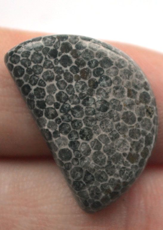 Кабошон из черного коралла №5