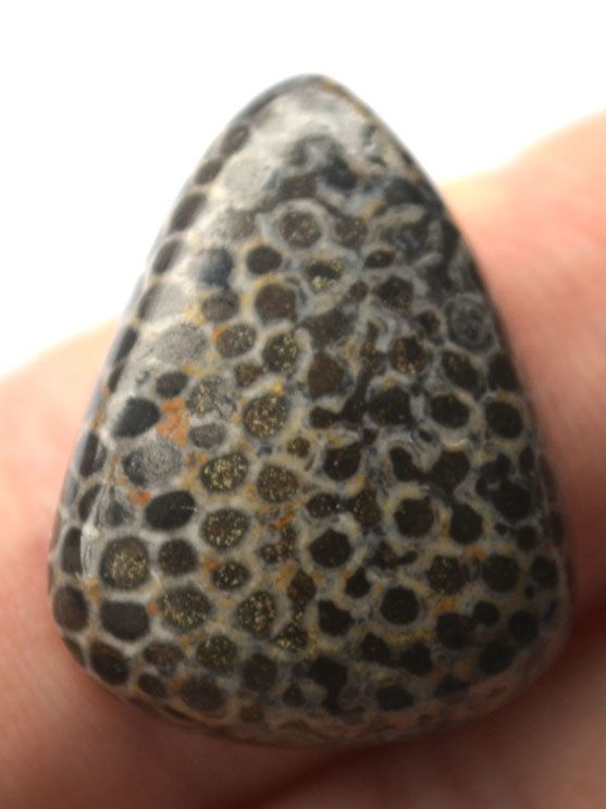 Кабошон из черного коралла №13