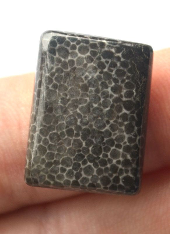 Кабошон из черного коралла №17