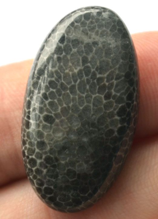 Кабошон из черного коралла №18