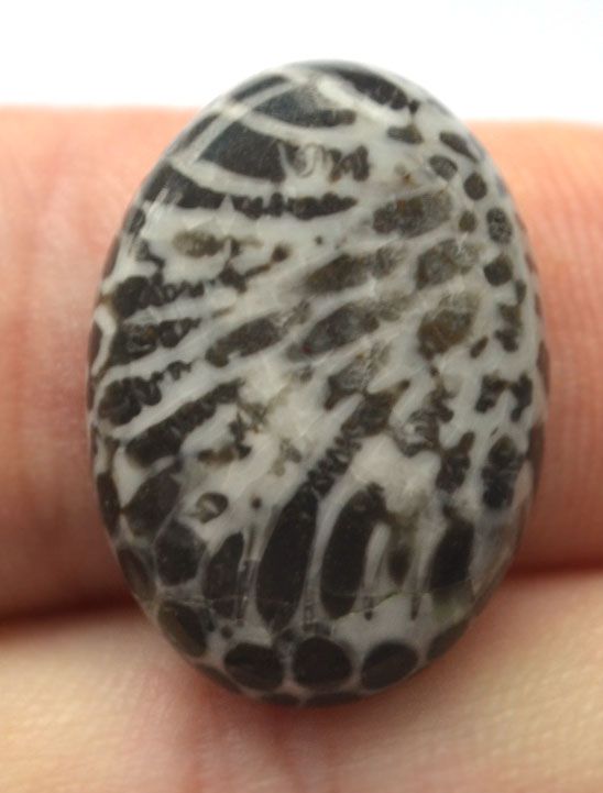 Кабошон из черного коралла №20