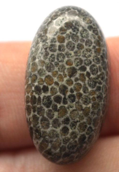 Кабошон из черного коралла №21