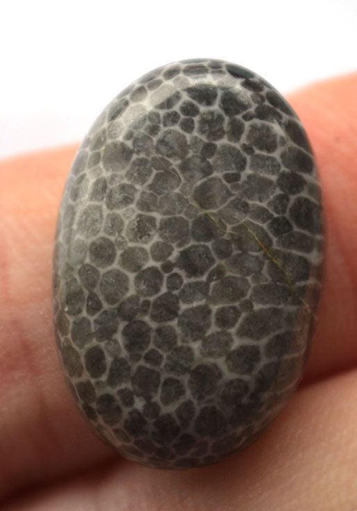 Кабошон из черного коралла №22