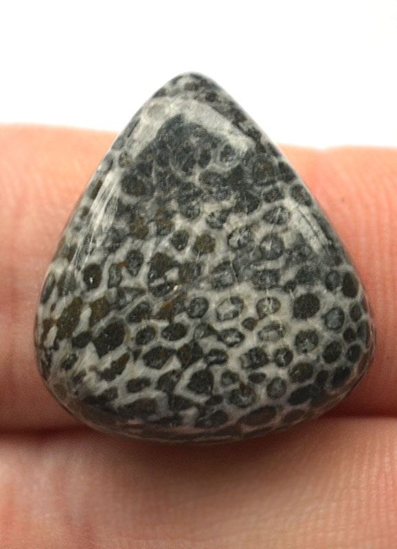 Кабошон из черного коралла №24